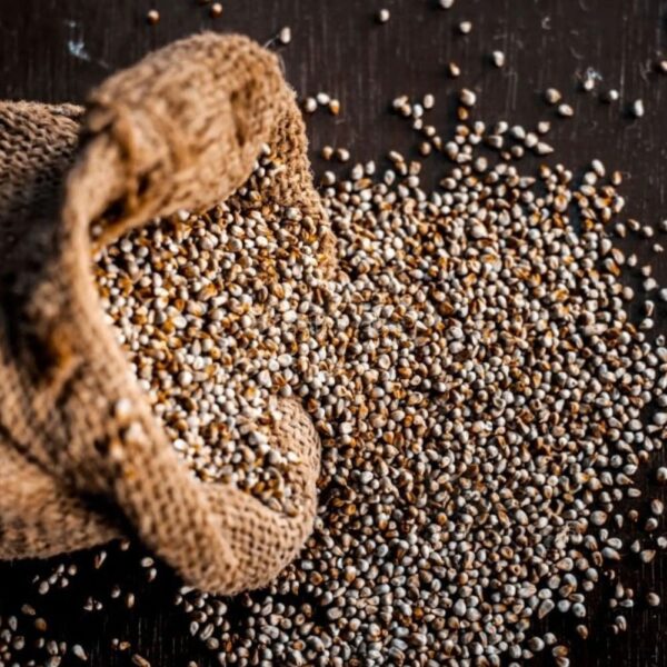 Pearl millet